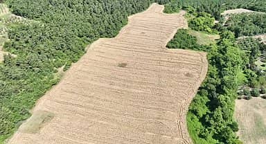 Mudanya'da buğday hasadı zamanı