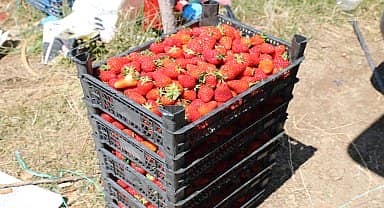 Muğla Büyükşehir Belediyesi'nin destekleriyle Köyceğiz'in yaylalarında çilek üretiliyor