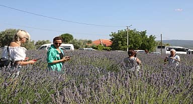 Muğla Büyükşehir Belediyesi'nin lavanta bahçesi bu yıl yaklaşık 10 bin kişiyi ağırladı