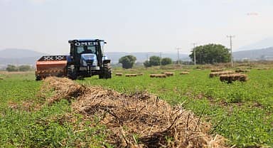 Muğla Büyükşehir, Hasadını Tamamladığı Kaba Yemi Üreticiye Dağıtacak