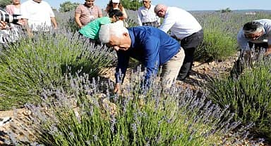 Muğla Büyükşehir'in Lavanta Şenliği'ne vatandaşlardan yoğun ilgi