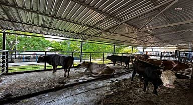 Muğla Büyükşehir Mezbahaları bayramda tam kapasite çalıştı