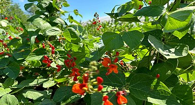 Saray Belediyesi'nden zirai üretimde örnek proje