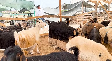 Seyhan Belediyesi, 11 noktada ücretsiz kurban kesim hizmeti verdi