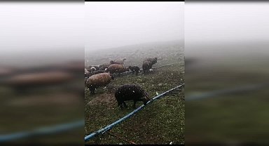 Temmuz ayında Artvin dağlarına kar yağdı