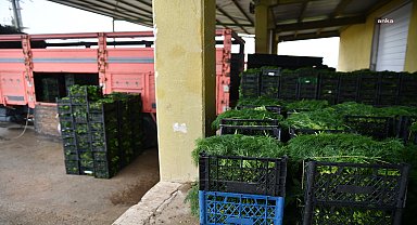 Tepebaşı Belediyesi, GES ile soğuk hava deposunun ihtiyacından fazla enerji üretti