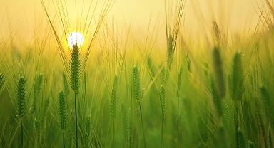 TÜİK: Tarımsal girdi fiyat endeksi mayısta yıllık yüzde 33,22 arttı