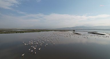 Yaşayan körfez programı ile İzmir Körfezi'ndeki iyileşme hızlandı