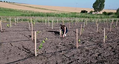 Yozgat Bozok Üniversitesinden Dr.Daler: "Mevcut bağlar çok yaşlı ve bakımsız durumda"