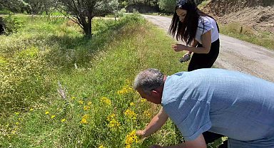 Yozgat'ın bitkisel genetik kaynakların tespitine yönelik alan taraması devam ediyor