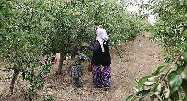 Yozgat'ın Kadışehri ilçesindeki meyve bahçesinde hasat başladı