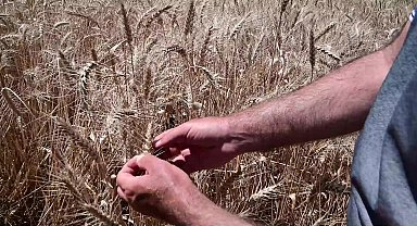 Yozgat'ta 285 adet ekmeklik buğdayda bölge koşullarına dayanıklı çeşit elde etmeye yönelik ıslah çalışması devam ediyor