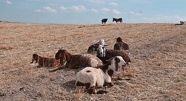Yozgat'ta çobanlar, eşyalarını taşımak için eşek bulmakta zorlanıyor