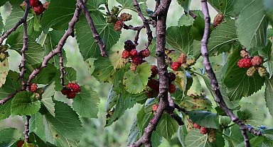 Yozgat'ta yaşları 3 ile 7 asır arasında değişen dut ağaçları meyve vermeye devam ediyor