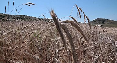 Yozgat Ziraat Odası Başkanı Açıkgöz: "2024 yılı üretim sezonu hüsran geçecek"