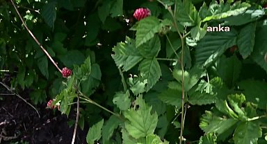 Yozgatlı böğürtlen üreticisi: "vatandaş kendisi geliyor, elleriyle topluyor"