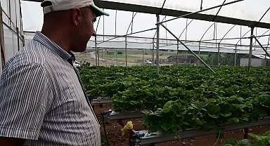 Yozgatlı çilek üreticisi artan maliyetlerden yakındı: "Ciddi anlamda bu sene maliyetlerle ilgili sorun yaşıyoruz"