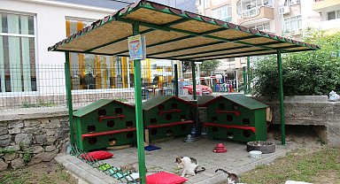 Zübeyde Hanım Parkı'nın kedileri yeni evlerine kavuştu
