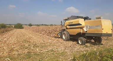 Açıklanan mısır taban fiyatına tepki gösteren Osmaniyeli çiftçi: "Bu işi bırakalım mı? Açlıktan mı ölelim? "