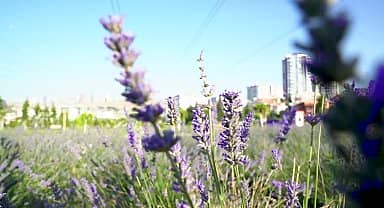 Ankara Büyükşehir Belediyesi, Lavanta Parkı'nı hizmete açtı