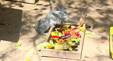 Antalya Büyükşehir Belediyesi Doğal Yaşam Parkı'nın sakinlerine buzlu meyve servisi