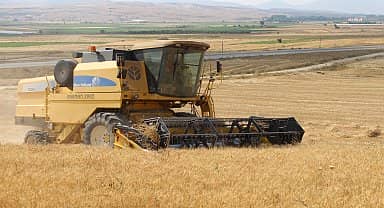 Antalya Büyükşehir Belediyesi, kendi arazisinde buğday yetiştirdi 