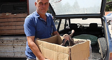 Antalya Büyükşehir Belediyesi'nin çekirge ile mücadelesi bu yıl da sürüyor 