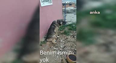 Aydın Karacasu'da yaşayan emekli öğretmen Dönertaş, barınaktaki kangal cinsi köpeğin öldürüldüğünü iddia etti
