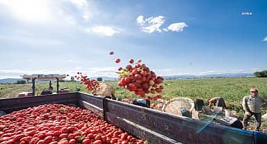 Başkan Soyer domates ve karpuz hasadına katıldı