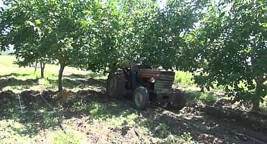 Bergamalı ceviz üreticisi Saka: "Çiftçilik maliyetleri çok pahalı hale geldi"