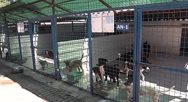 Bodrum Belediyesi'nden sokak hayvanları için otomatik suluk