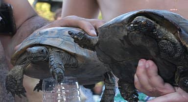Bodrum'da yangında yaralanan kaplumbağalar tedavi ediliyor