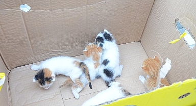 Bozüyük Belediyesi, hasta ve yavru kedileri tedavi etti 