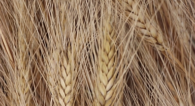 Bulgur üretiminin geleceğine Ata Tohumu Ahmet Buğdayı damga vuracak