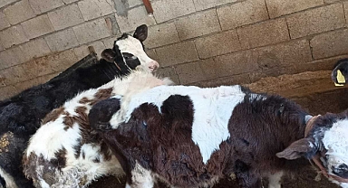 Deprem bölgelerinde şap hastalığı tekrar görülmeye başladı