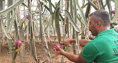 Efeler Belediyesi'nin yetiştirdiği ejder meyveleri hasat edildi 