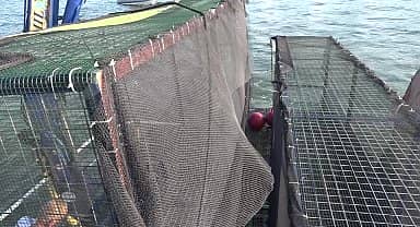 İzmir Büyükşehir Belediyesi'nden İzmir Körfezi'ne ekolojik dokunuş