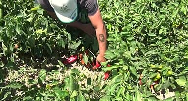 İzmir Kınıklı çiftçi: "İşçilik, sulama ücretleri, gübre, mazot her şey 5-10 misli oldu"