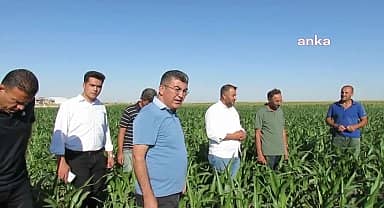Konyalı çiftçiler, mısır alım fiyatına tepki gösterdi: "Çiftçinin ürünü 2 senedir para etmiyor. Sıkıntı büyük, zarara giriyoruz, batacağız"