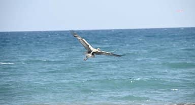 Kumluca Belediyesi tedavisini tamamladığı leylekleri doğaya bıraktı