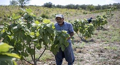 Kurt ailesi Mersin Büyükşehir'in destekleriyle meyve toplamanın mutluluğunu yaşıyor