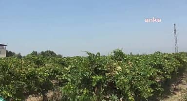 Manisa'nın Alaşehir ilçesindeki üzüm üreticileri pornoz hastalığı ve artan maliyetlerden şikayetçi: "bu seneki gibi zararı hiçbir yerde görmedim"