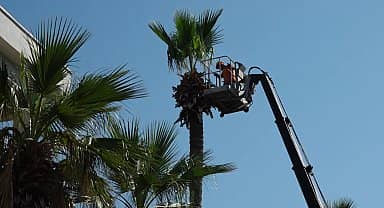 Marmaris'te palmiye ağaçları budanıyor