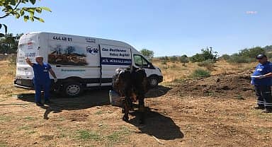 Muğla Büyükşehir Belediyesi'nin acil müdahale aracı ile yangından etkilenen hayvanlara müdahale 