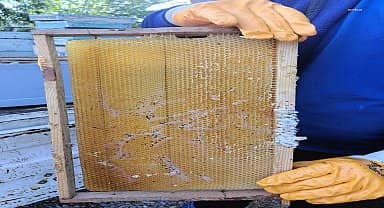 Muğla Büyükşehir'den "temiz petek projesi"