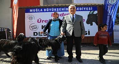 Muğla Büyükşehir'in kıl keçisi desteği üç ilçede devam ediyor