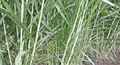 Odunpazarı Belediyesi'nin yeni çeşit deneme ve çiftçi eğitim merkezi açılıyor 