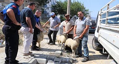 Söke'de başıboş gezen küçükbaş hayvanlar toplatılıyor 
