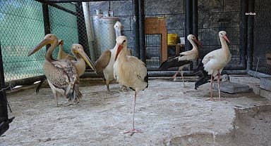 Tarsus Doğa Parkı, hem yaşam alanı hem rehabilitasyon merkezi olarak hizmet vermeyi sürdürüyor