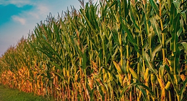 Toprak Mahsulleri Mısır taban fiyatını ton başına 6 bin TL olarak açıkladı